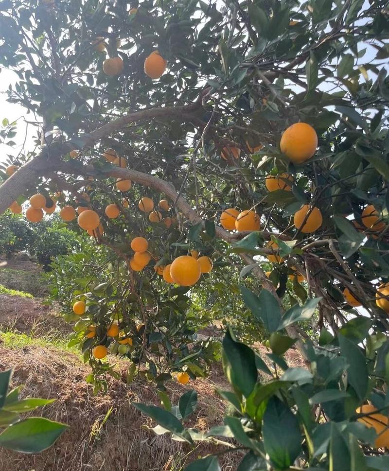 【锦蜜冰糖橙】种植户一手货源无中间商保质保量欢迎来电