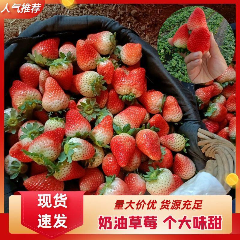 闻集天仙醉奶油草莓妙香草莓支持团购商超电商配货