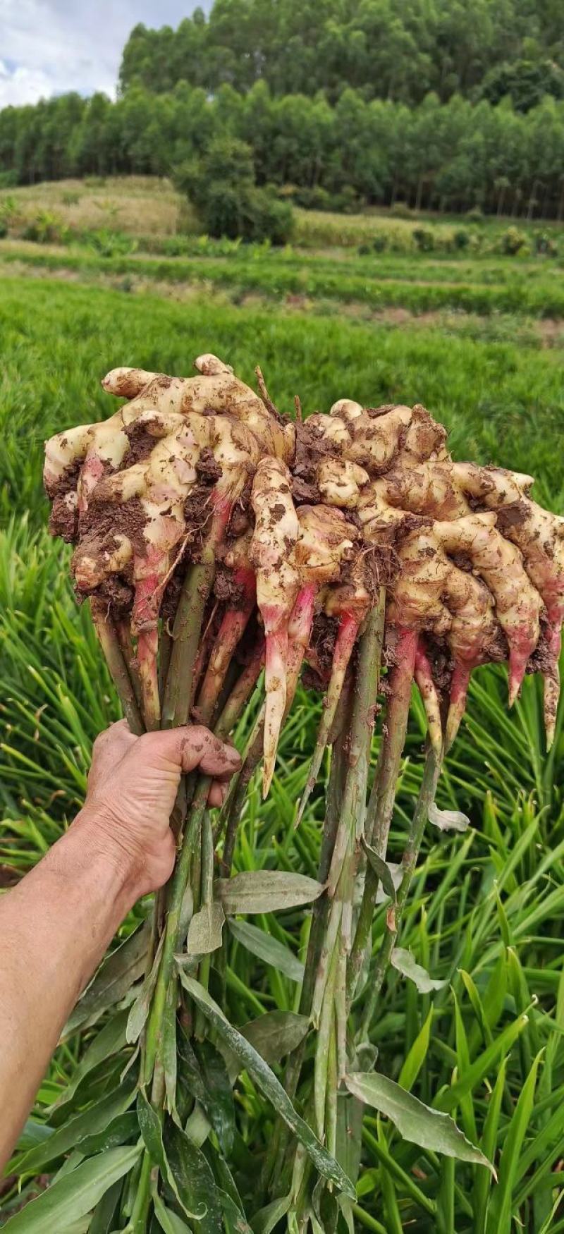 小黄姜