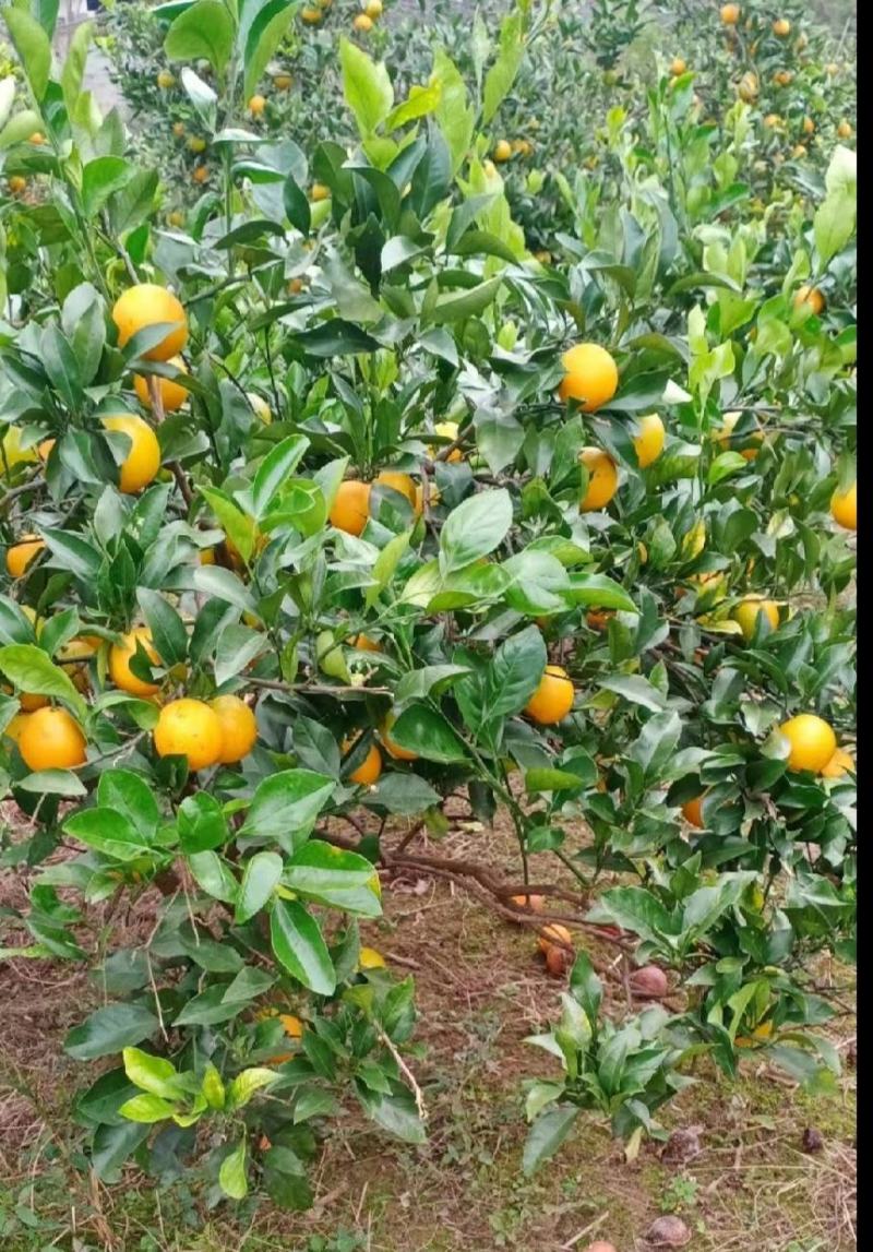 【冰糖橙】种植户湖南冰糖橙麻阳冰糖橙一手货源电联更优惠