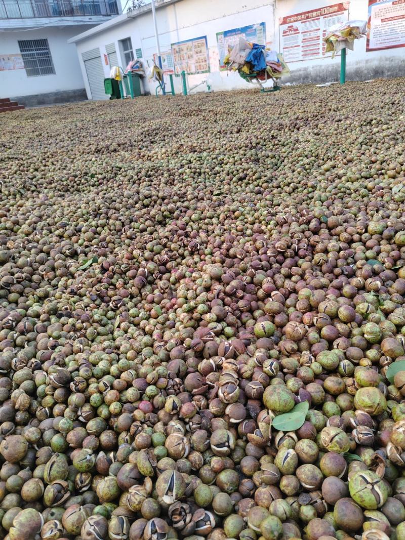 大别山油茶种子