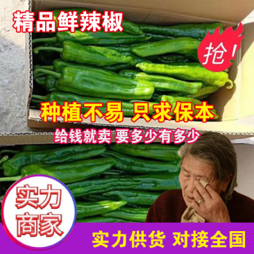301泡椒万亩基地大吨位供应保证品质代发全国
