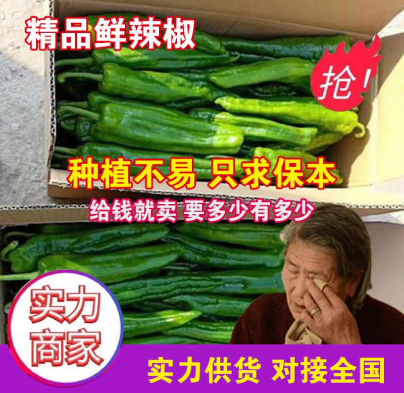 301泡椒万亩基地大吨位供应保证品质代发全国
