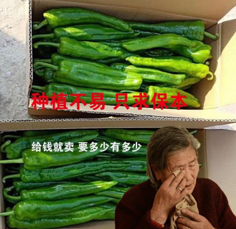 301泡椒万亩基地大吨位供应保证品质代发全国