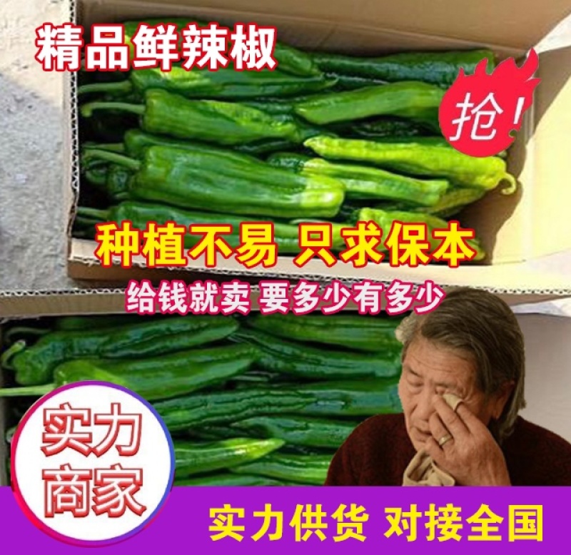 长期大量供应301辣椒芜湖椒线椒螺丝椒陇椒等