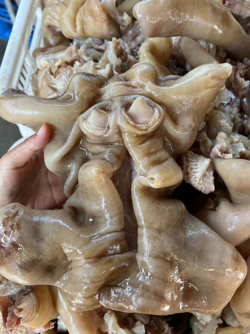 山东【熟牛蹄筋】去骨熟牛蹄，一手货源，诚信经营。