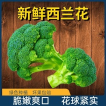 西蓝花西南花西兰苔有机花松花白花菜西兰花供应