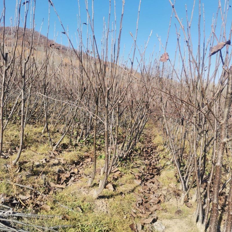 吉林省四平市梨树县挚友苗木基地培育龙源洋梨
