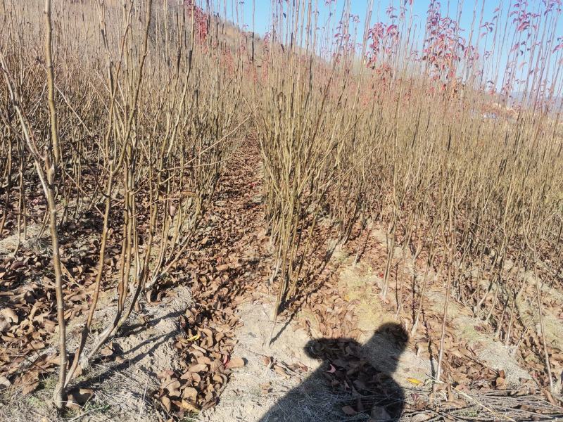 吉林省四平市梨树县挚友苗木基地培育龙源洋梨
