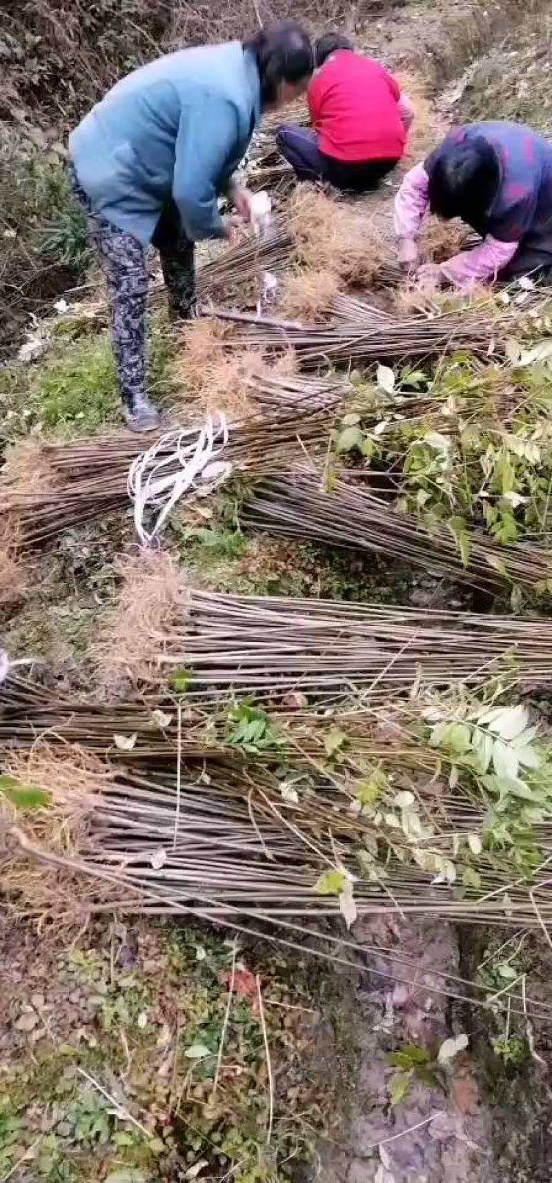 供应中药材川黄柏苗规格多样化，数量规摸化，可供不同客户。