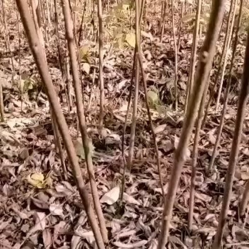 供应中药材川黄柏苗规格多样化，数量规摸化，可供不同客户。