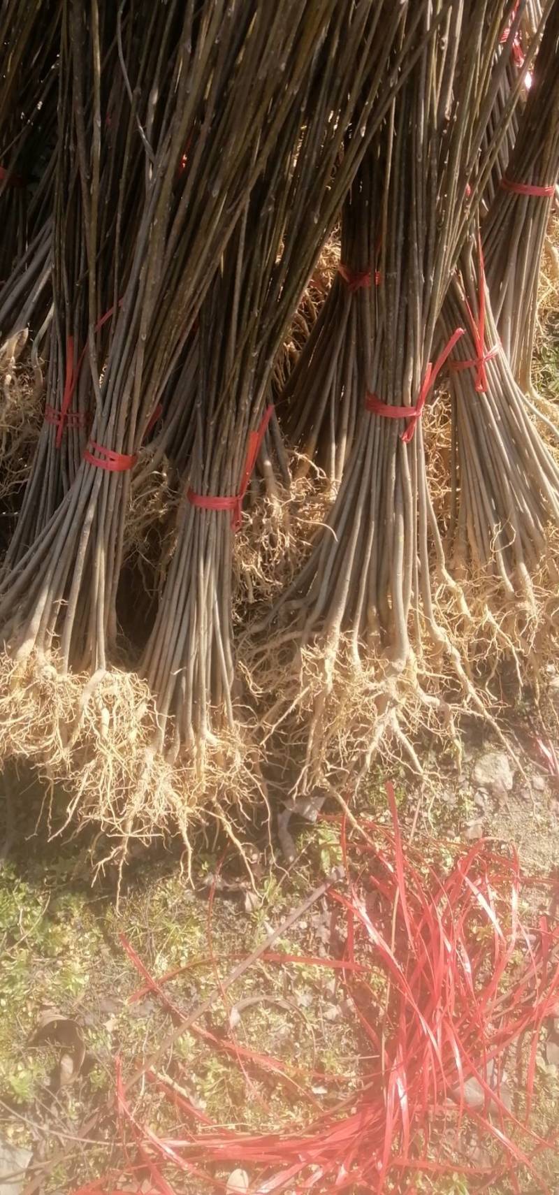 供应中药材川黄柏苗规格多样化，数量规摸化，可供不同客户。