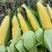 甜玉米产地一手货源量大从优保质保量欢迎订购