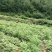 供应中药材川黄柏苗规格多样化，数量规摸化，可供不同客户。