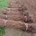 水杉小苗高度10厘米-300厘米货源充足一手货源