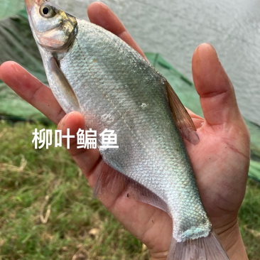 柳叶鳊鱼苗，翘嘴鳊鱼苗，江扁鱼苗，一斤10尾左右
