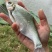 柳叶鳊鱼苗，翘嘴鳊鱼苗，江扁鱼苗，一斤10尾左右