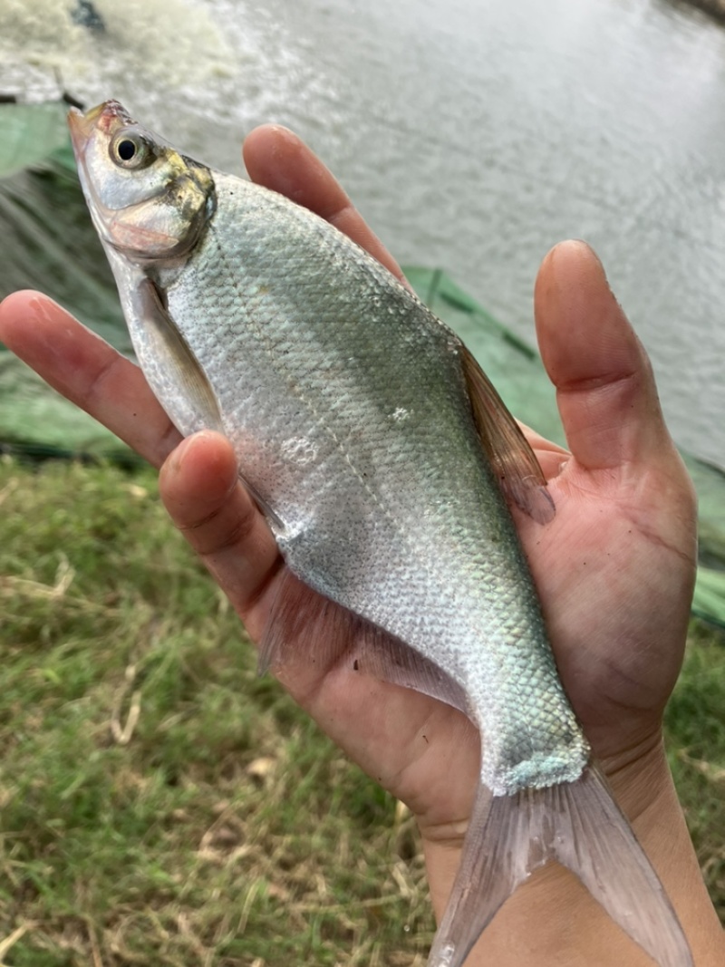 柳叶鳊鱼苗，翘嘴鳊鱼苗，江扁鱼苗，一斤10尾左右
