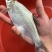 柳叶鳊鱼苗，翘嘴鳊鱼苗，江扁鱼苗，一斤10尾左右
