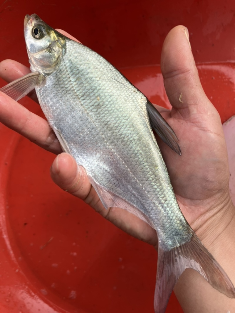 柳叶鳊鱼苗，翘嘴鳊鱼苗，江扁鱼苗，一斤10尾左右