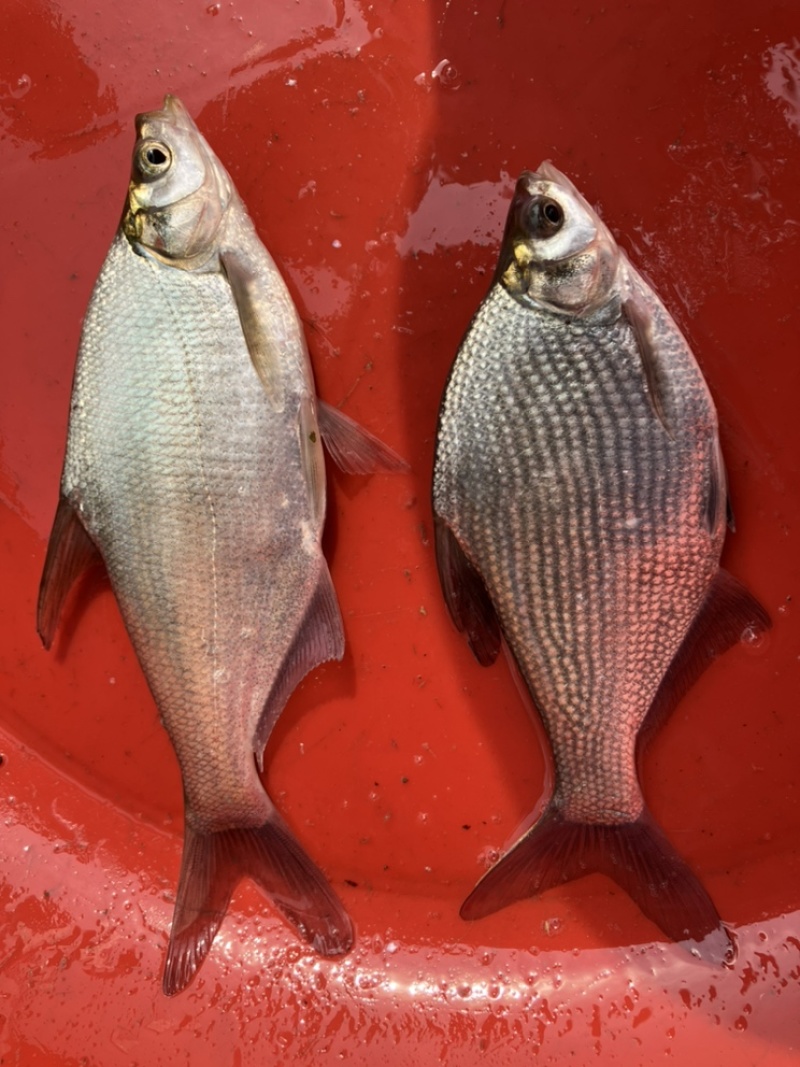 柳叶鳊鱼苗，翘嘴鳊鱼苗，江扁鱼苗，一斤10尾左右
