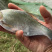柳叶鳊鱼苗，翘嘴鳊鱼苗，江扁鱼苗，一斤10尾左右