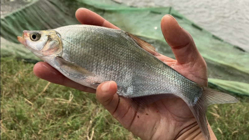 柳叶鳊鱼苗，翘嘴鳊鱼苗，江扁鱼苗，一斤10尾左右