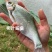 柳叶鳊鱼苗，翘嘴鳊鱼苗，江扁鱼苗，一斤10尾左右