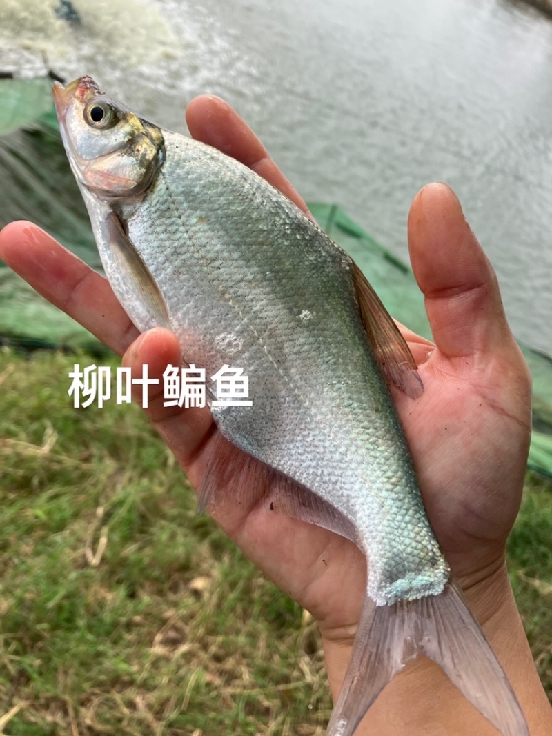 柳叶鳊鱼苗，翘嘴鳊鱼苗，江扁鱼苗，一斤10尾左右