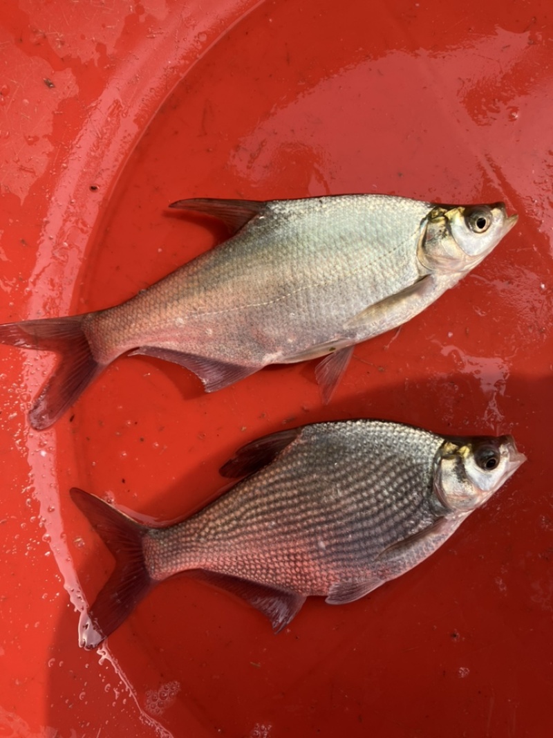柳叶鳊鱼苗，翘嘴鳊鱼苗，江扁鱼苗，一斤10尾左右