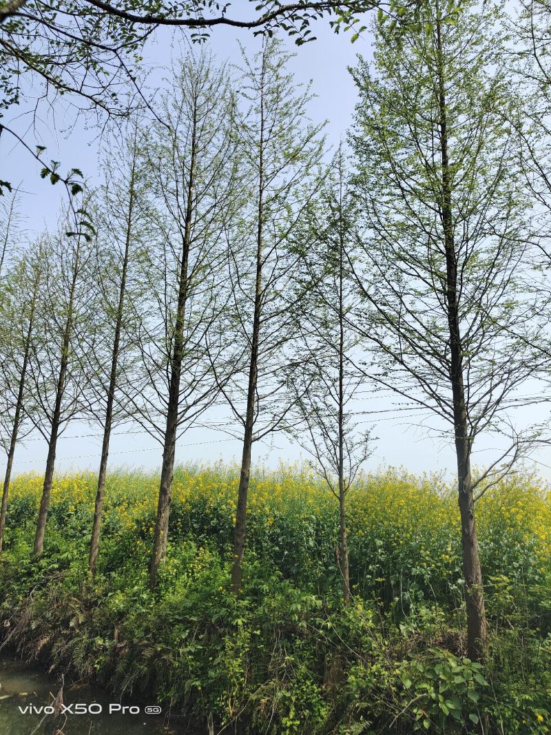 湖南精品1-30公分水杉大量供应一手货源