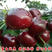 新品种巨王无籽大樱桃苗果个大口感甜南北方均可种植热卖
