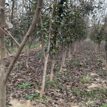 梨树，占地梨树红梨3~8年梨树