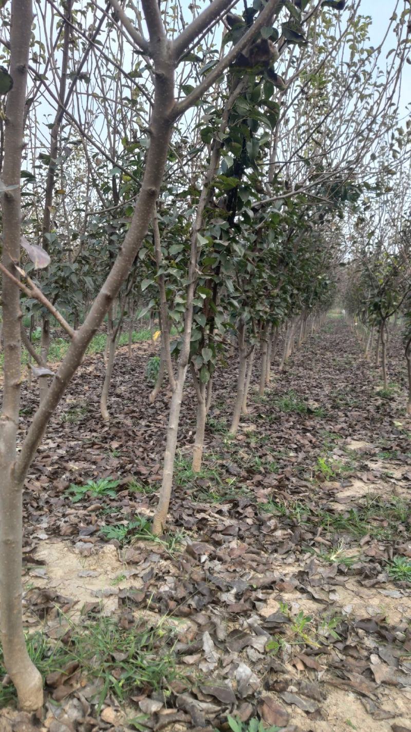 梨树，占地梨树红梨3~8年梨树