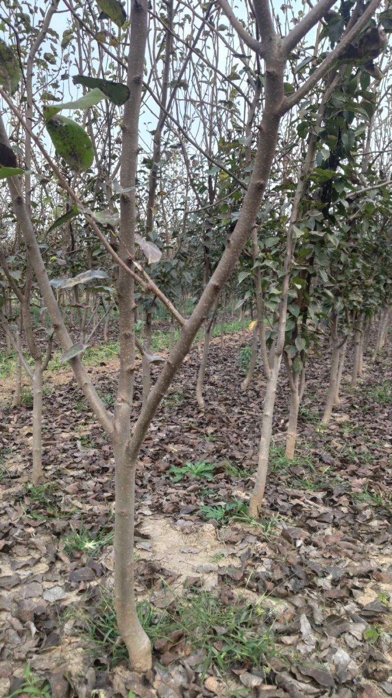 梨树，占地梨树红梨3~8年梨树