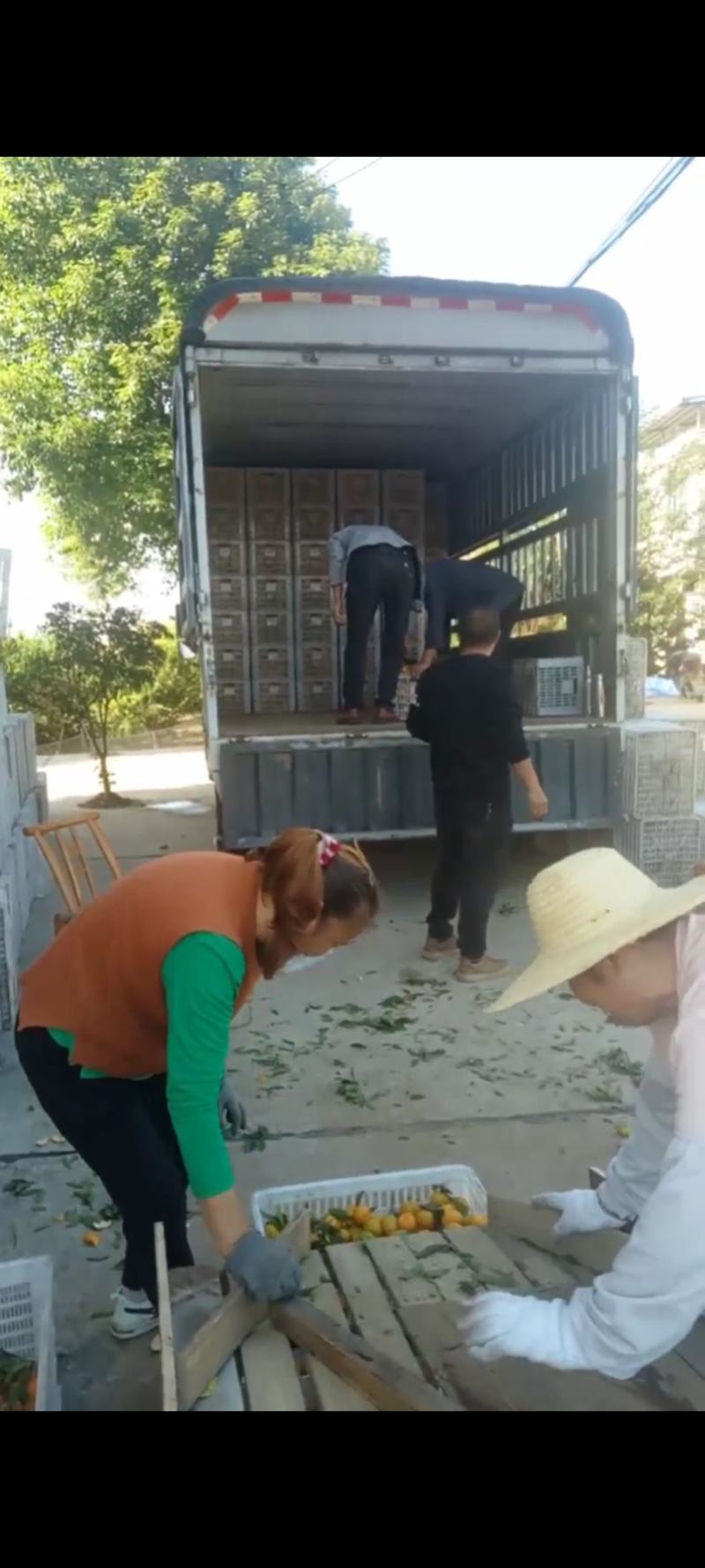 南丰熟了量大质优价廉