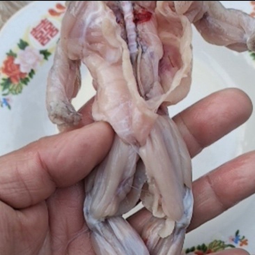 蛤蟆蟾蜍鲜肉