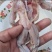 蛤蟆蟾蜍鲜肉