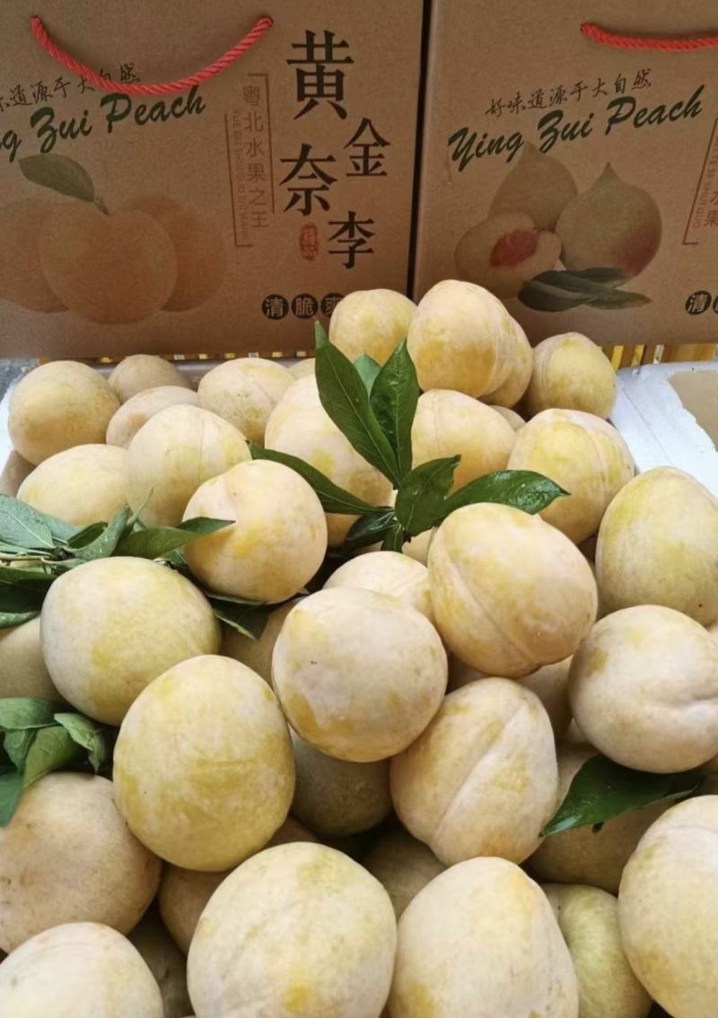 正宗黄金奈李苗奈李树苗肉厚核小糖度高保证品种