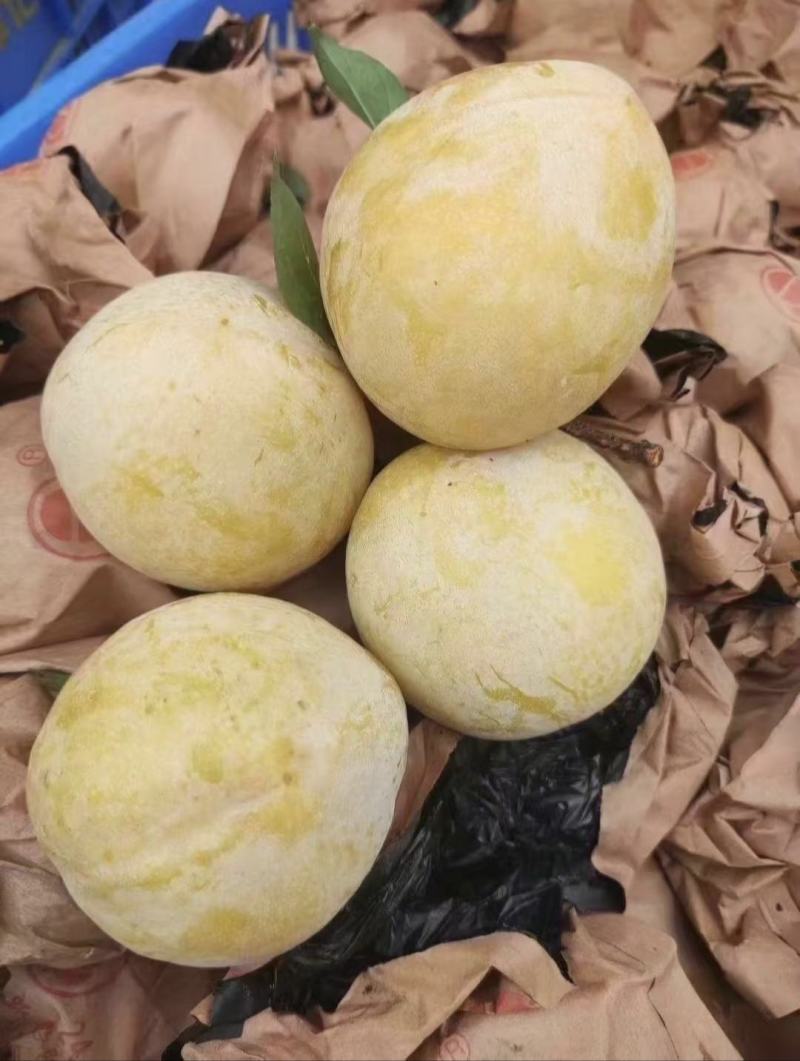 正宗黄金奈李苗奈李树苗肉厚核小糖度高保证品种