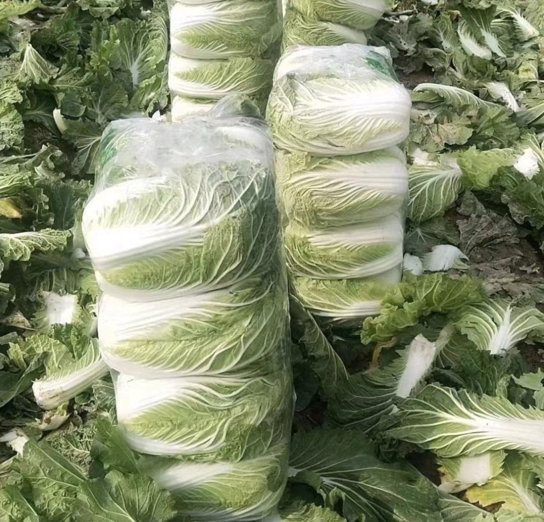 展示如何挑选新鲜黄心白菜,并说明正确的储存方式 黄心白菜挑选与储存方法示意图