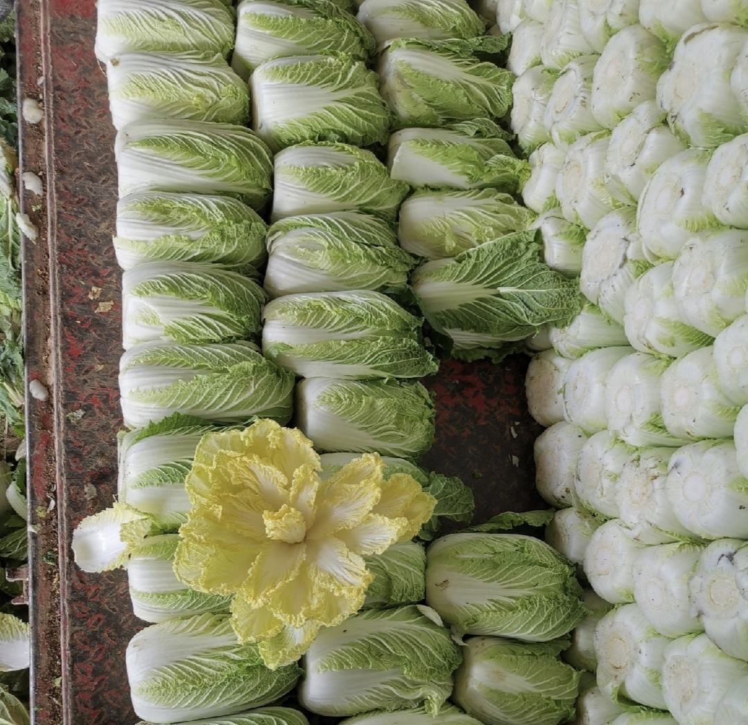 黄心白菜在菜市场摊位陈列场景