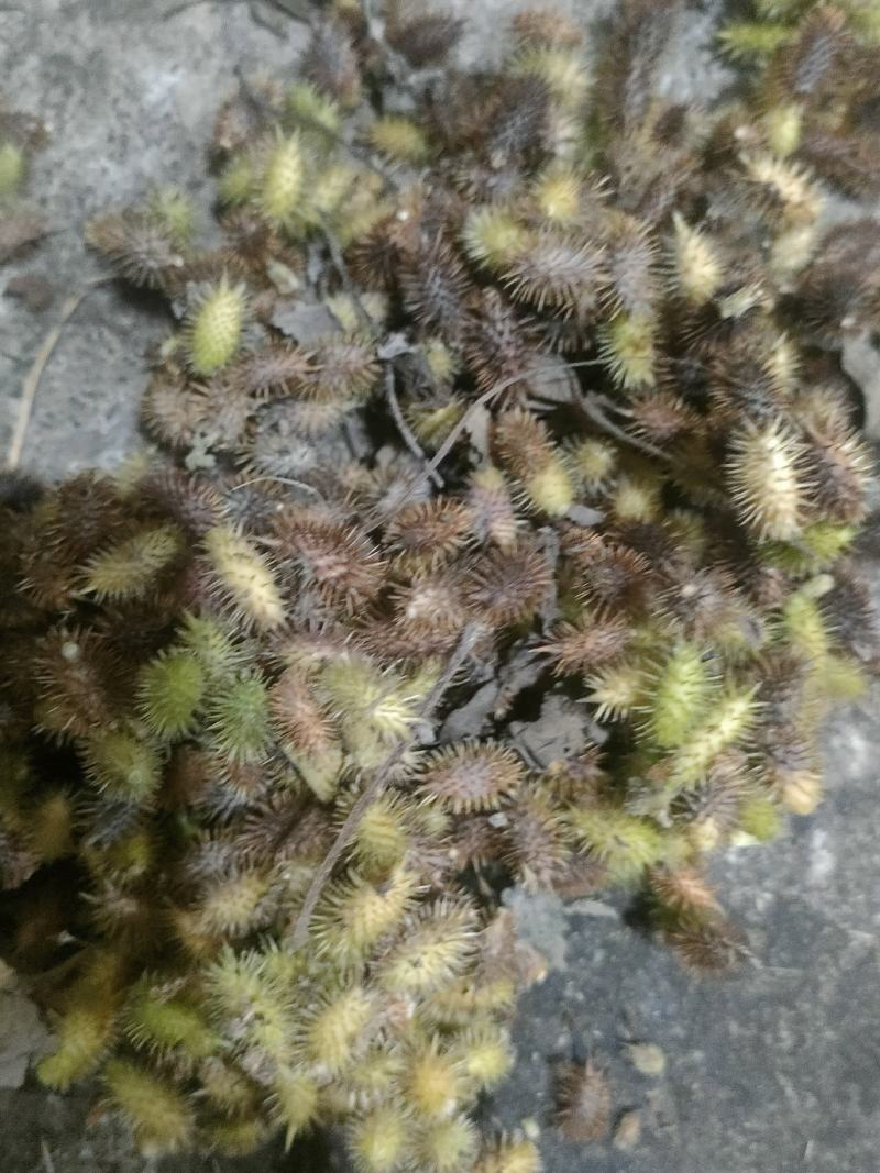 苍耳子