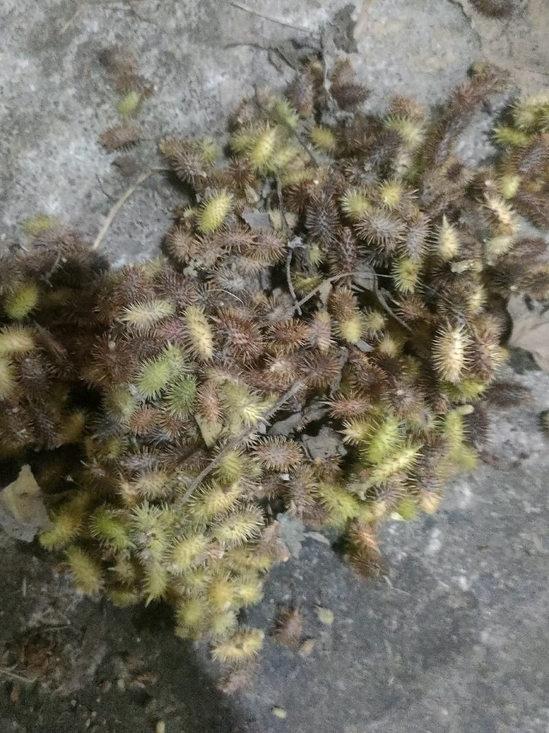 苍耳子