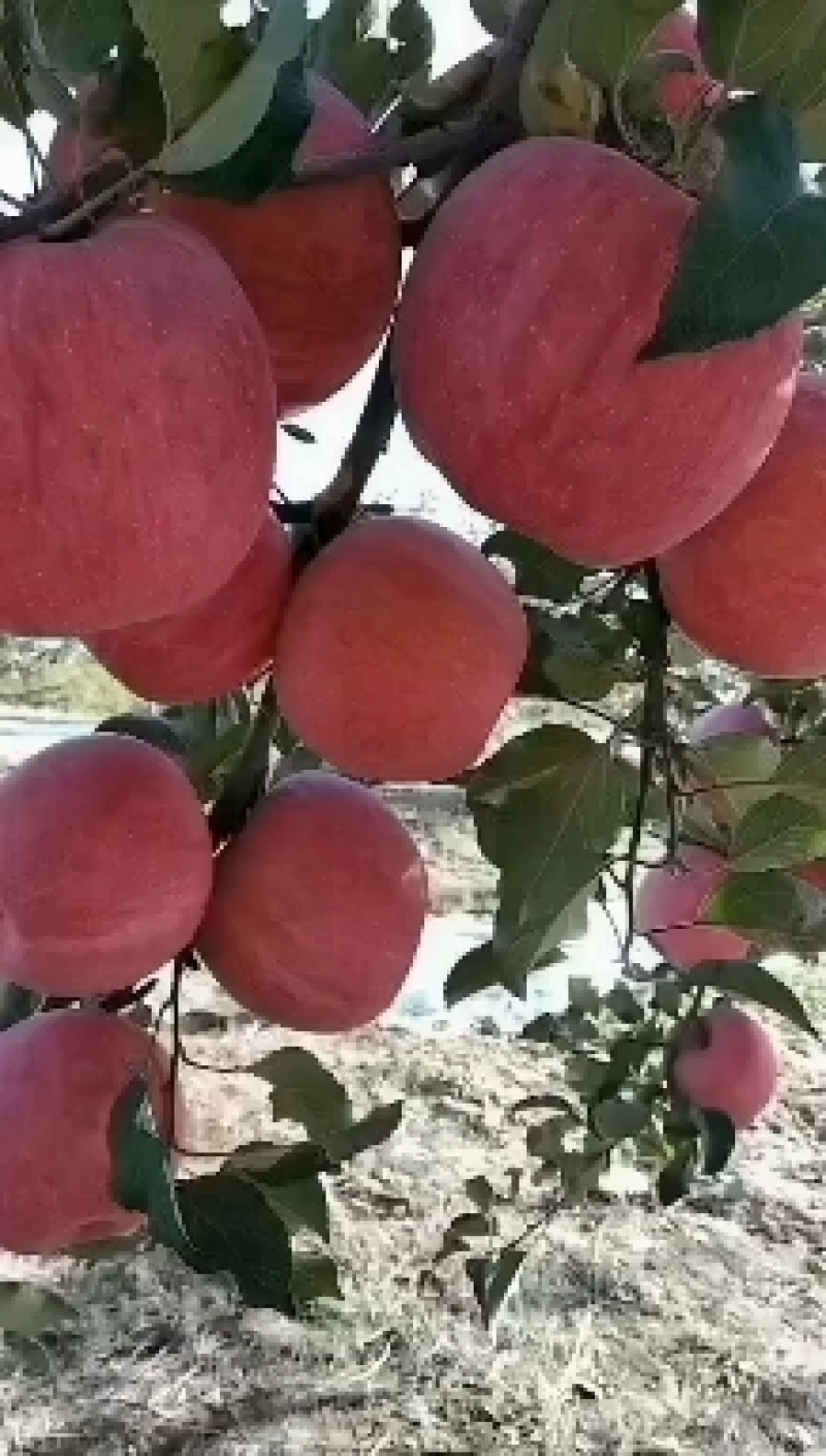 延安水晶红富士苹果，保质保量，有需要的老板欢迎合作