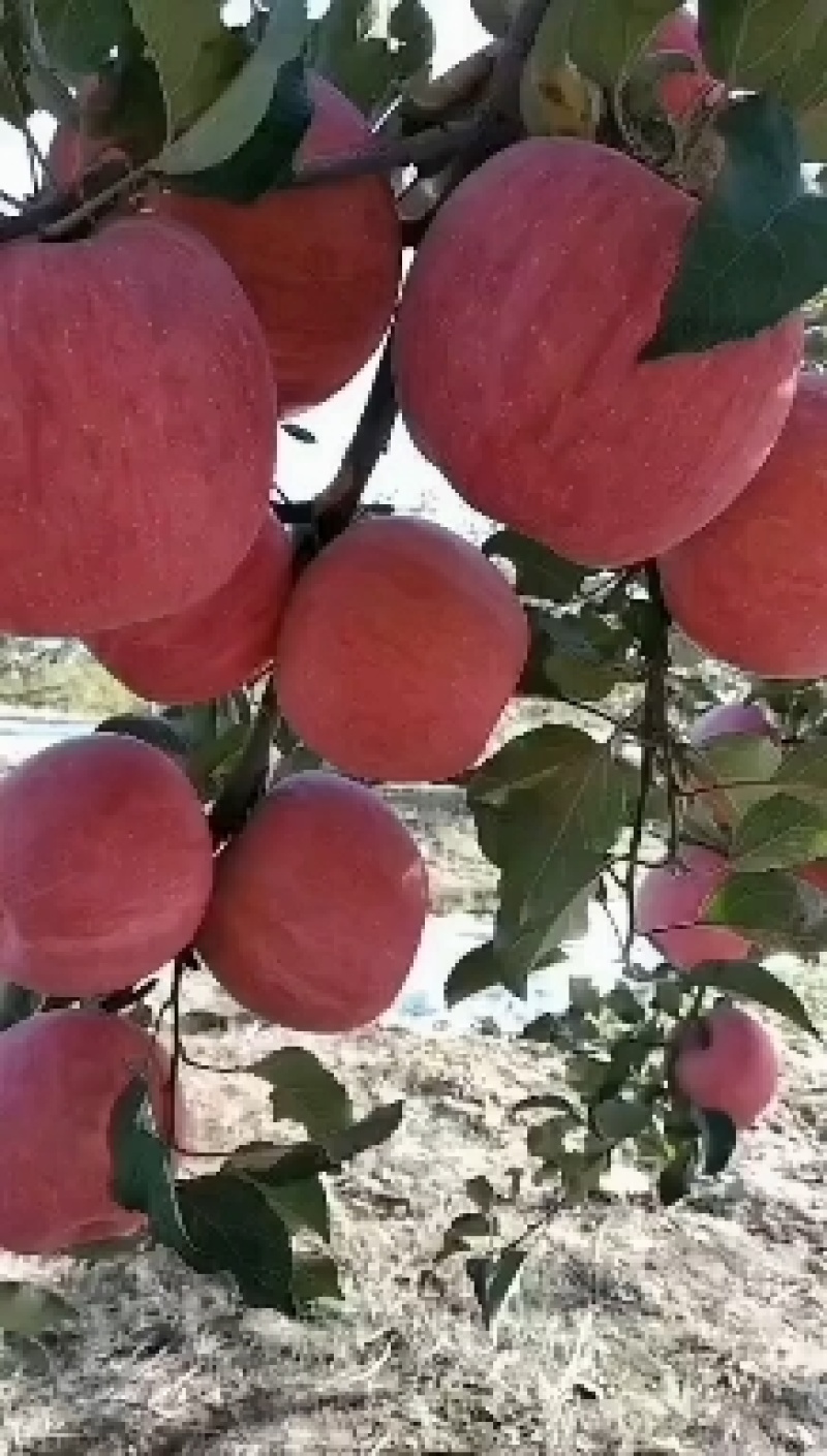精品陕西延安红富士苹果产地直发质量保证欢迎合作
