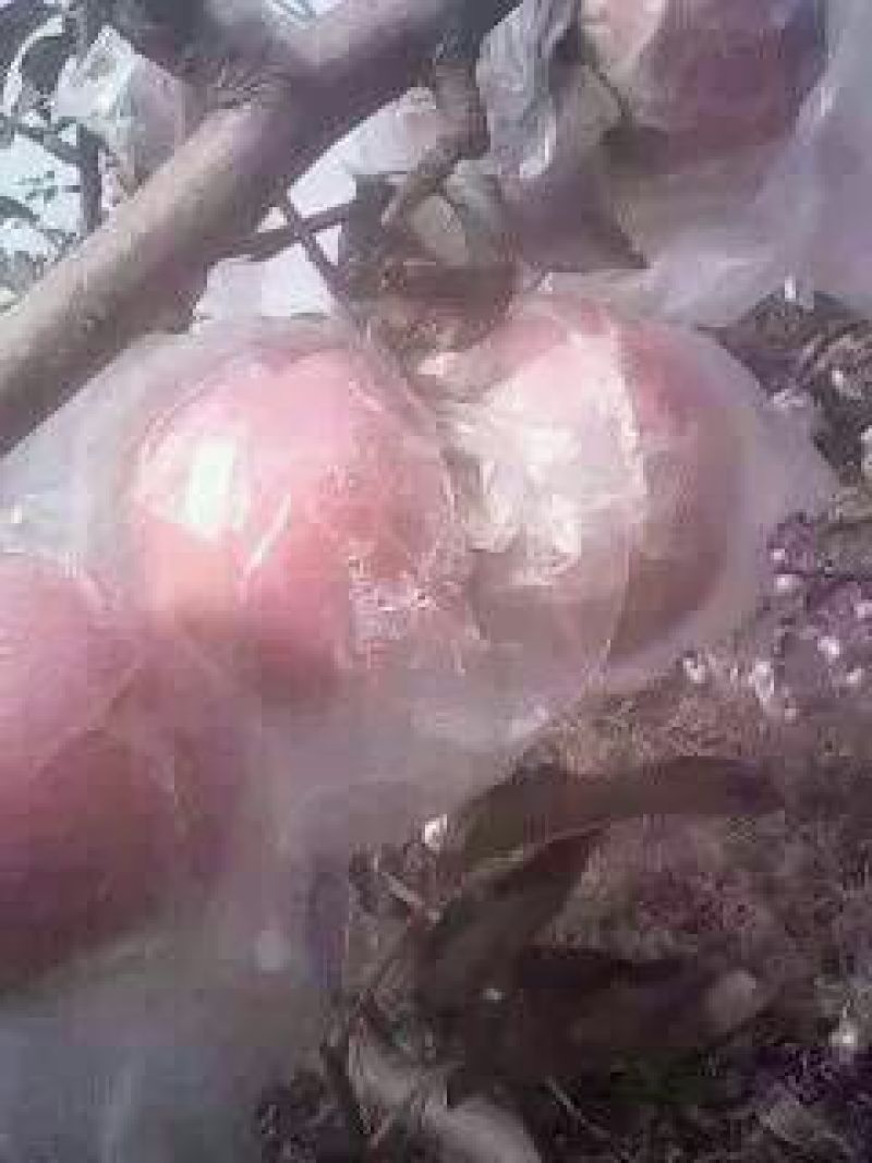 膜袋红富士苹果价格