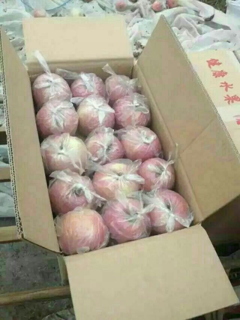 膜袋红富士苹果价格