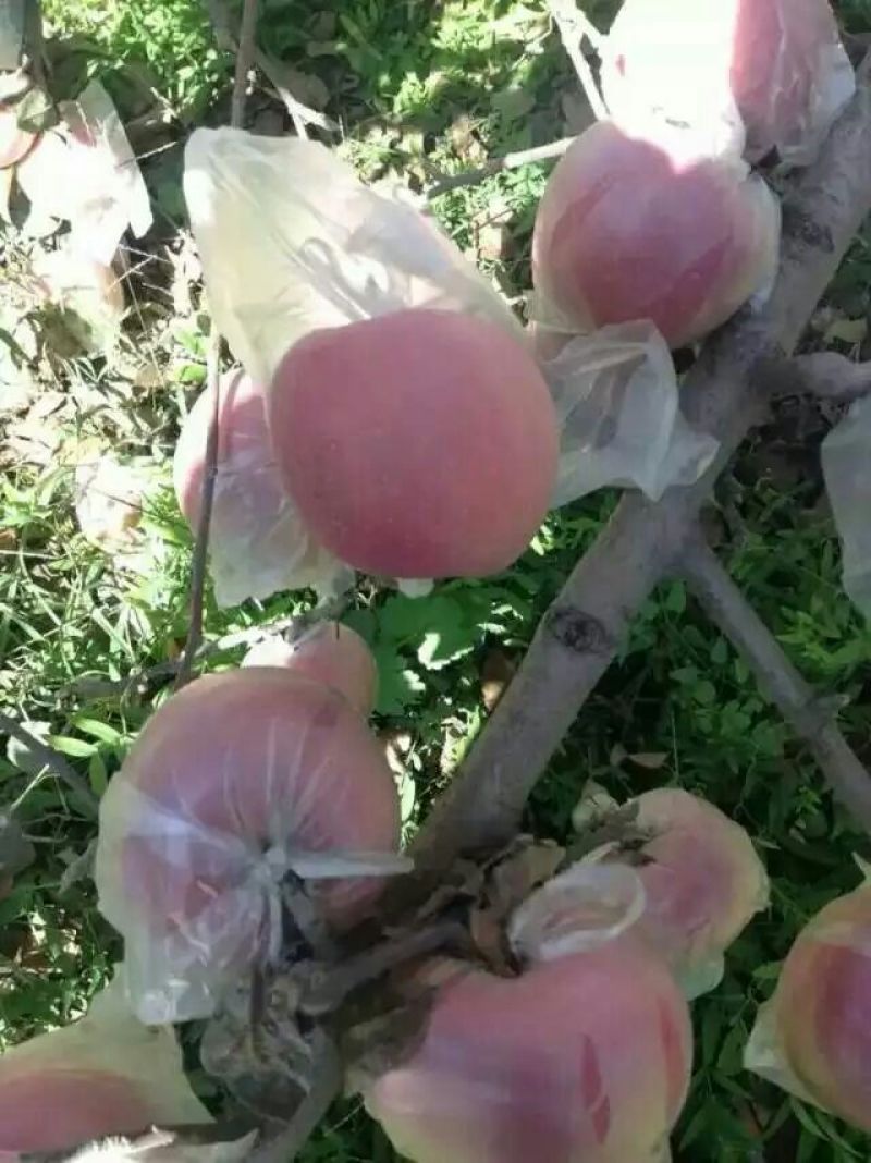膜袋红富士苹果价格