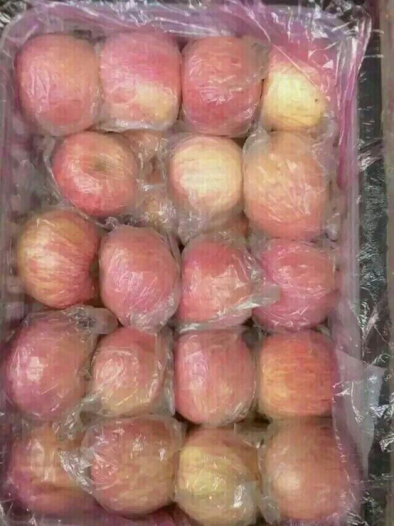 膜袋红富士苹果价格